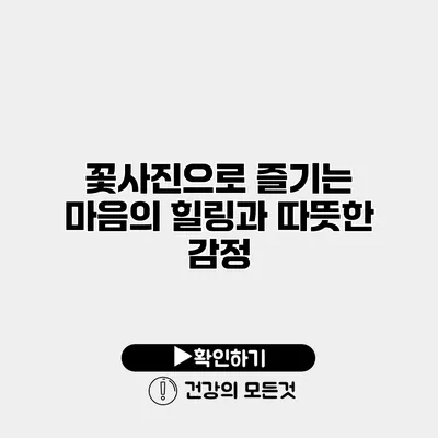 꽃사진으로 즐기는 마음의 힐링과 따뜻한 감정